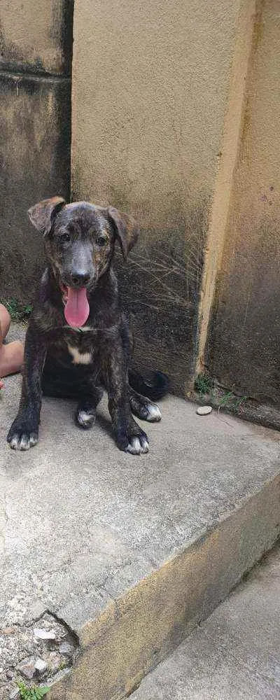 Cachorro raça Vira Lata idade Abaixo de 2 meses nome Filhote