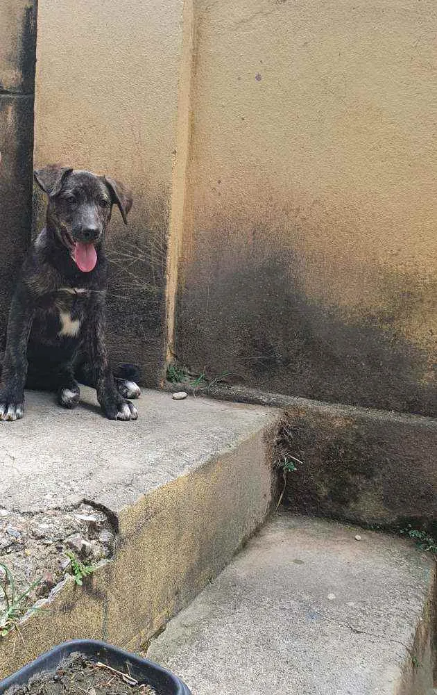 Cachorro raça Vira Lata idade Abaixo de 2 meses nome Filhote