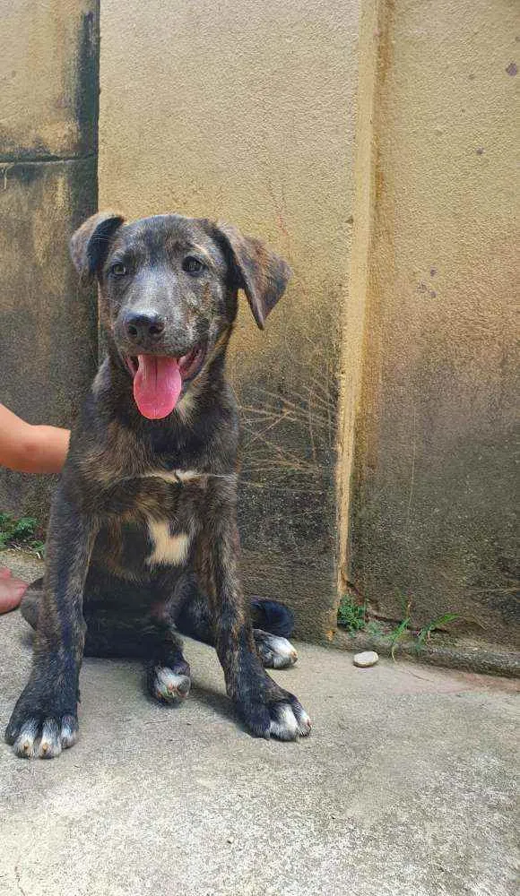Cachorro raça Vira Lata idade Abaixo de 2 meses nome Filhote