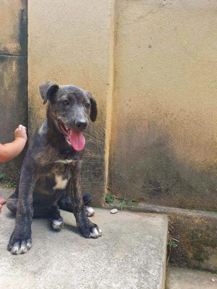 Cachorro raça Vira Lata idade Abaixo de 2 meses nome Filhote