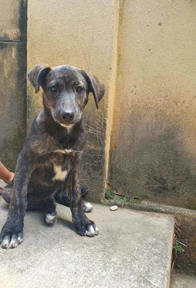 Cachorro raça Vira Lata idade Abaixo de 2 meses nome Filhote