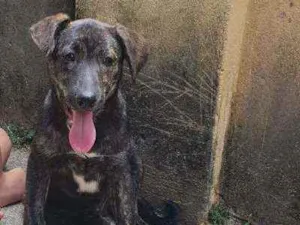 Cachorro raça Vira Lata idade Abaixo de 2 meses nome Filhote
