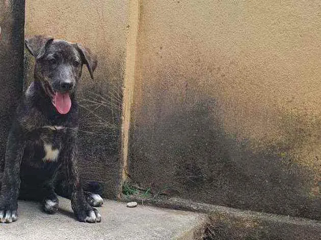 Cachorro raça Vira Lata idade Abaixo de 2 meses nome Filhote