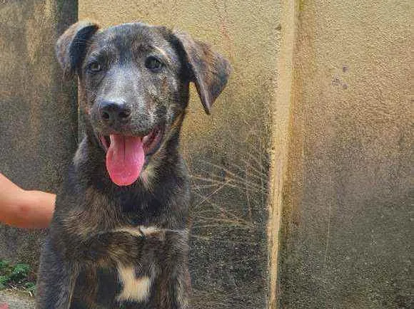 Cachorro raça Vira Lata idade Abaixo de 2 meses nome Filhote
