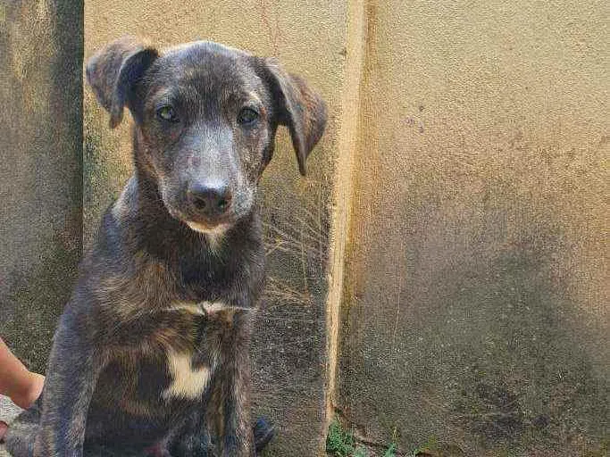 Cachorro raça Vira Lata idade Abaixo de 2 meses nome Filhote