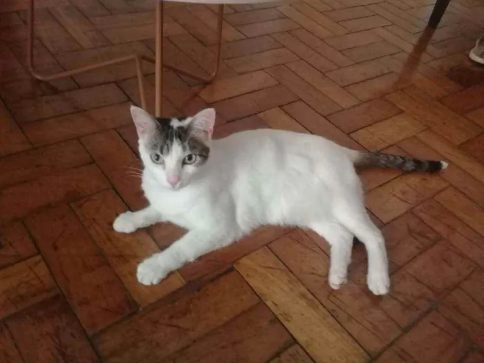 Gato ra a sem raça definida idade 5 anos nome Lilás