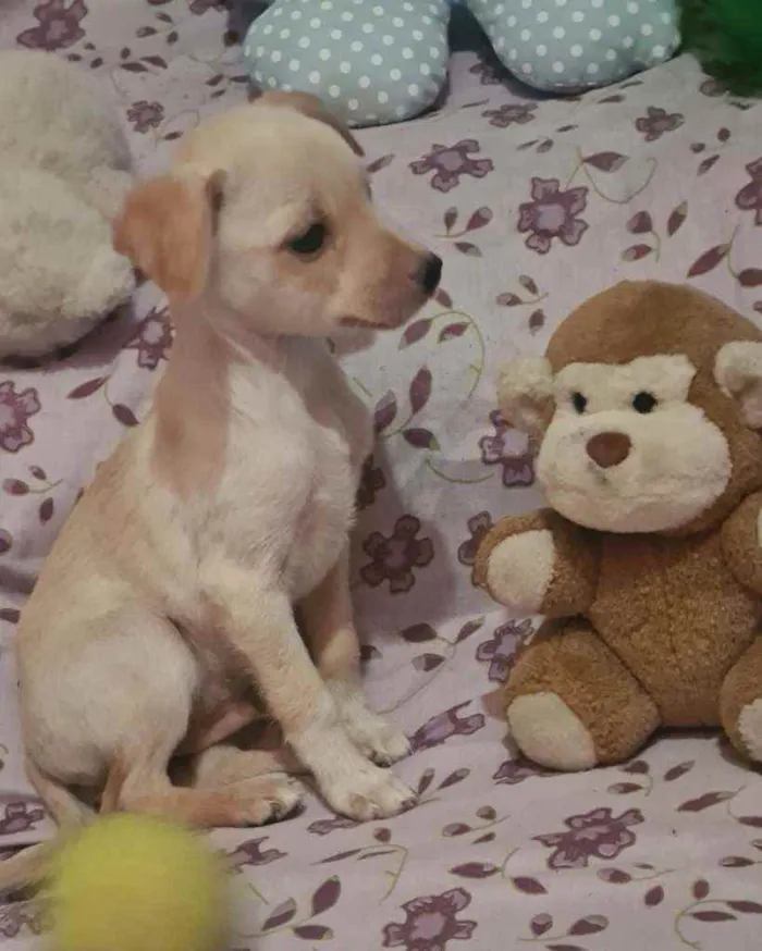 Cachorro raça Srd idade 2 a 6 meses nome Scooby
