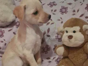 Cachorro raça Srd idade 2 a 6 meses nome Scooby