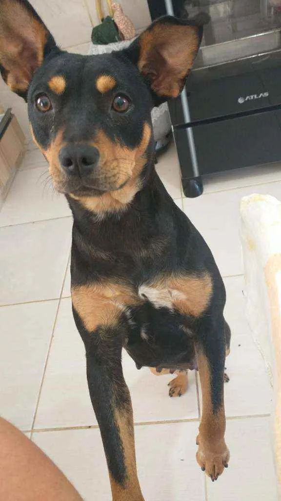 Cachorro ra a Vira lata idade 2 anos nome Mel