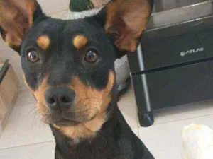 Cachorro raça Vira lata idade 2 anos nome Mel