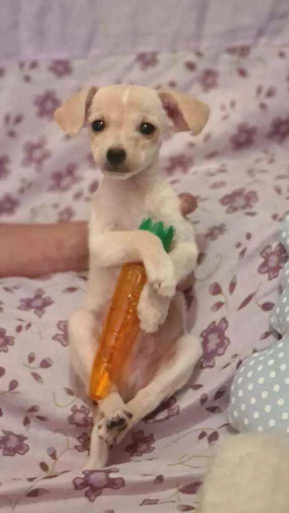 Cachorro raça Srd idade 2 a 6 meses nome Zarcos