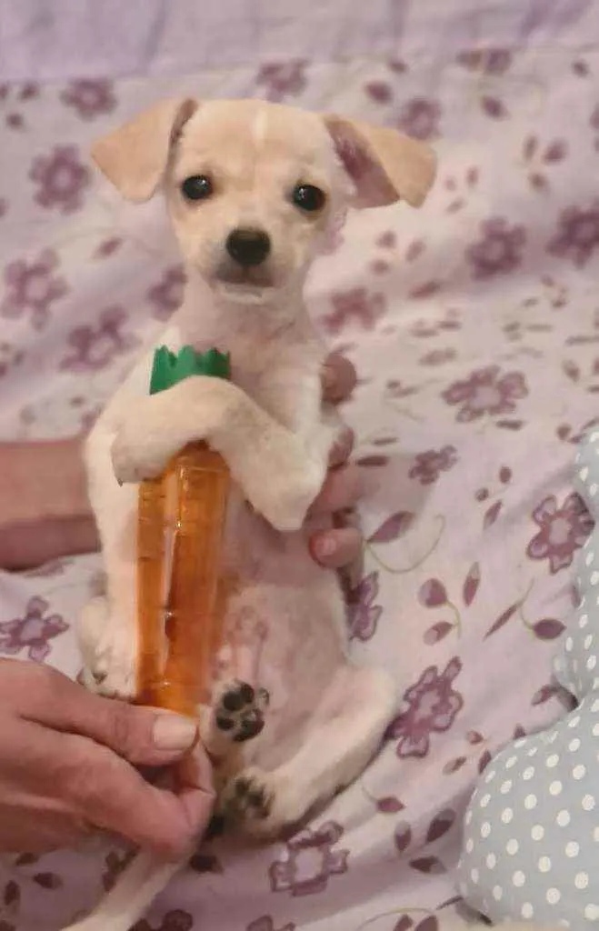 Cachorro raça Srd idade 2 a 6 meses nome Zarcos