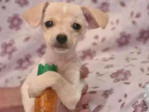 Cachorro raça Srd idade 2 a 6 meses nome Zarcos