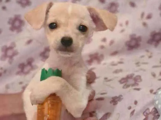 Cachorro raça Srd idade 2 a 6 meses nome Zarcos