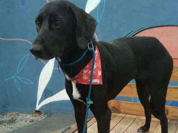 Cachorro raça Srd idade 1 ano nome Zara