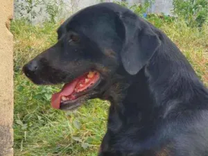 Cachorro raça  labrador com rottweiler idade 3 anos nome Biscoito
