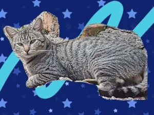 Gato raça Sem Raça Definida idade 2 a 6 meses nome TIGRE Meigo