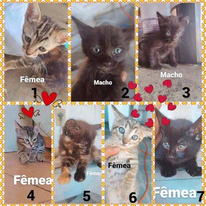 Gato raça SRD idade Abaixo de 2 meses nome Ninhadinha Fofinha