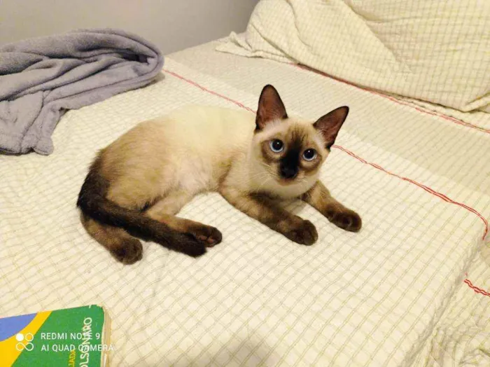 Gato ra a Srd idade 2 a 6 meses nome Ross