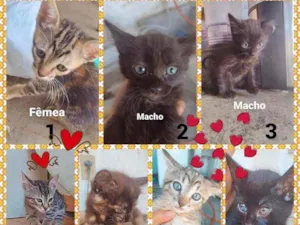 Gato raça SRD idade Abaixo de 2 meses nome Ninhadinha Fofinha