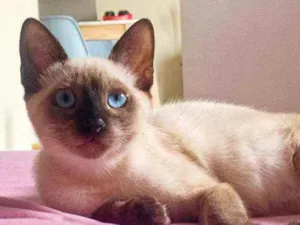 Gato raça Srd idade 2 a 6 meses nome Ross