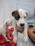 Filhotes de 4 meses