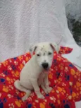 Filhotes de 4 meses