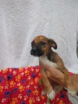 Filhotes de 4 meses