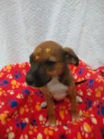 Filhotes de 4 meses