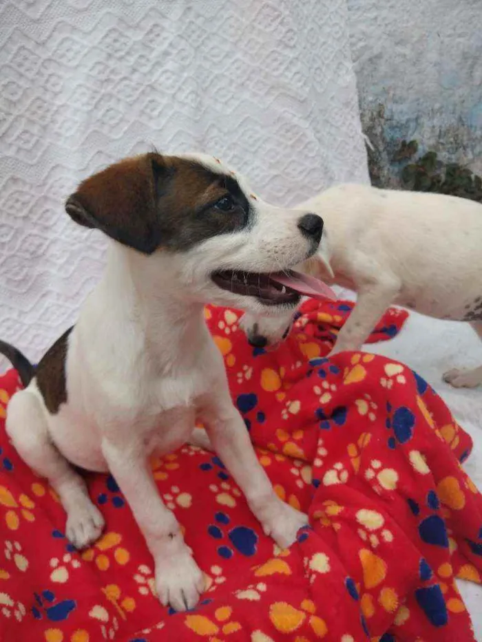 Cachorro ra a SRD idade 2 a 6 meses nome Filhotes de 4 meses