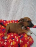 Filhotes de 4 meses
