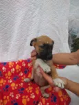 Filhotes de 4 meses
