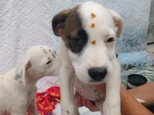 Cachorro raça SRD idade 2 a 6 meses nome Filhotes de 4 meses