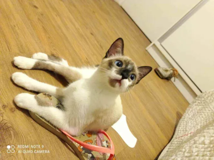 Gato ra a Srd idade 2 a 6 meses nome Mônica