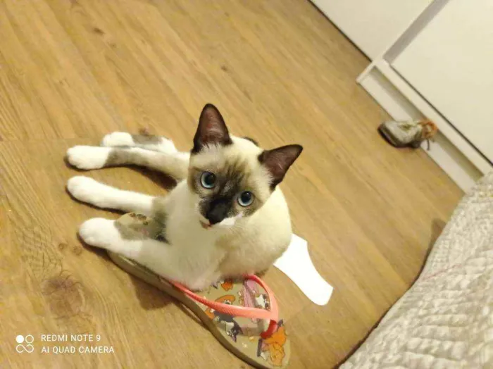 Gato ra a Srd idade 2 a 6 meses nome Mônica