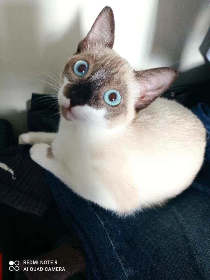 Gato ra a Srd idade 2 a 6 meses nome Mônica