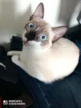 Mônica