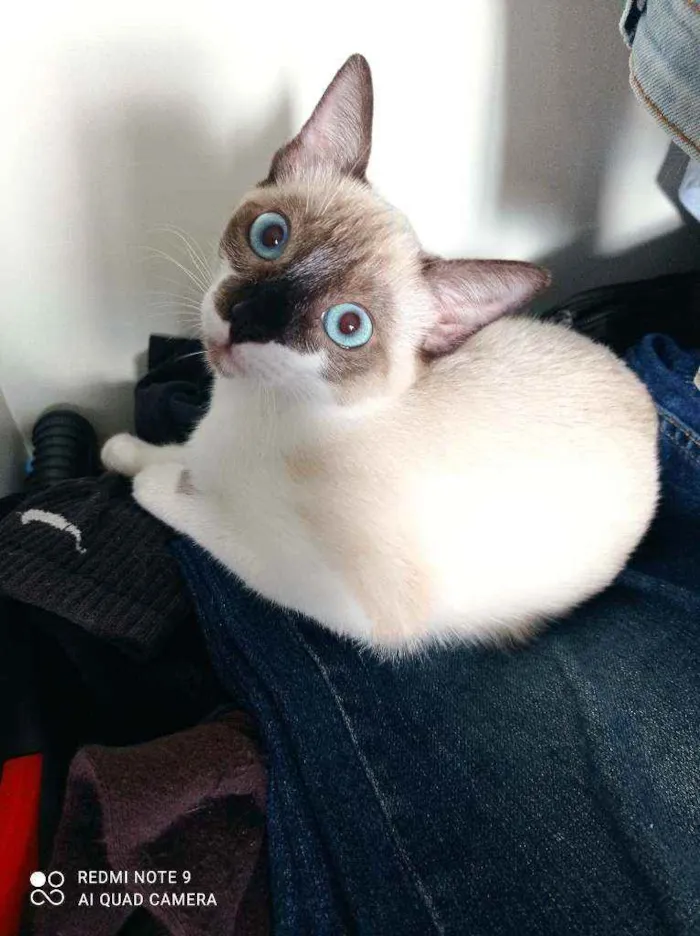 Gato ra a Srd idade 2 a 6 meses nome Mônica