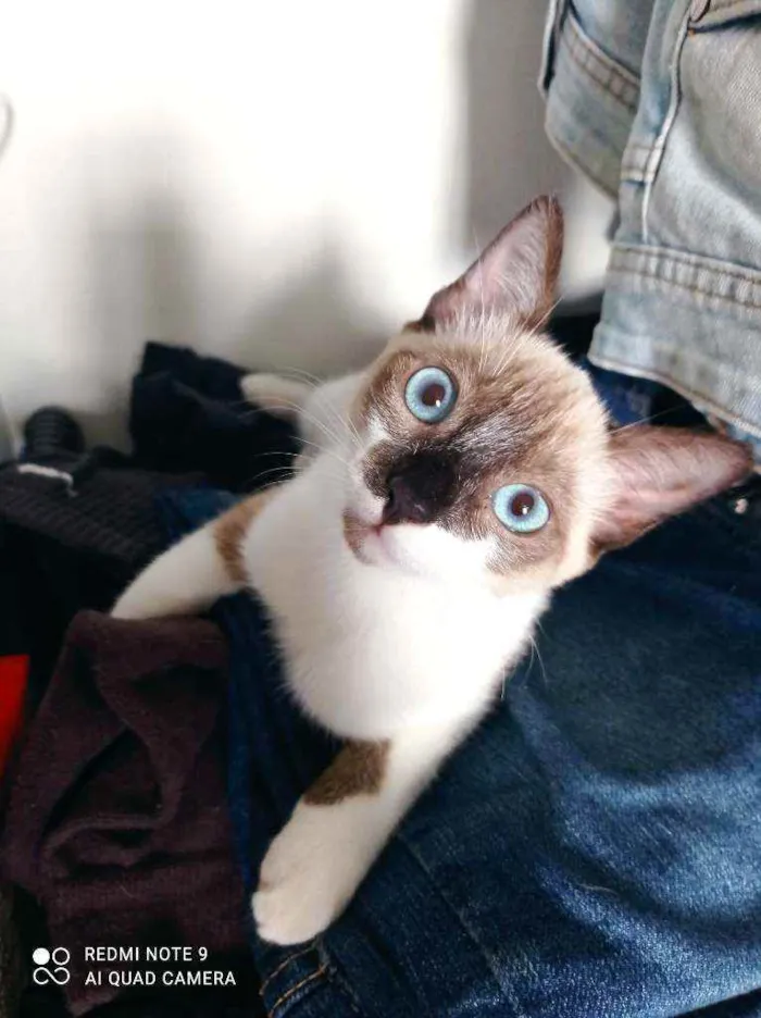 Gato ra a Srd idade 2 a 6 meses nome Mônica