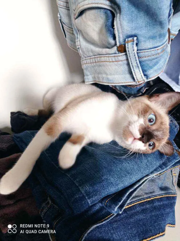 Gato ra a Srd idade 2 a 6 meses nome Mônica