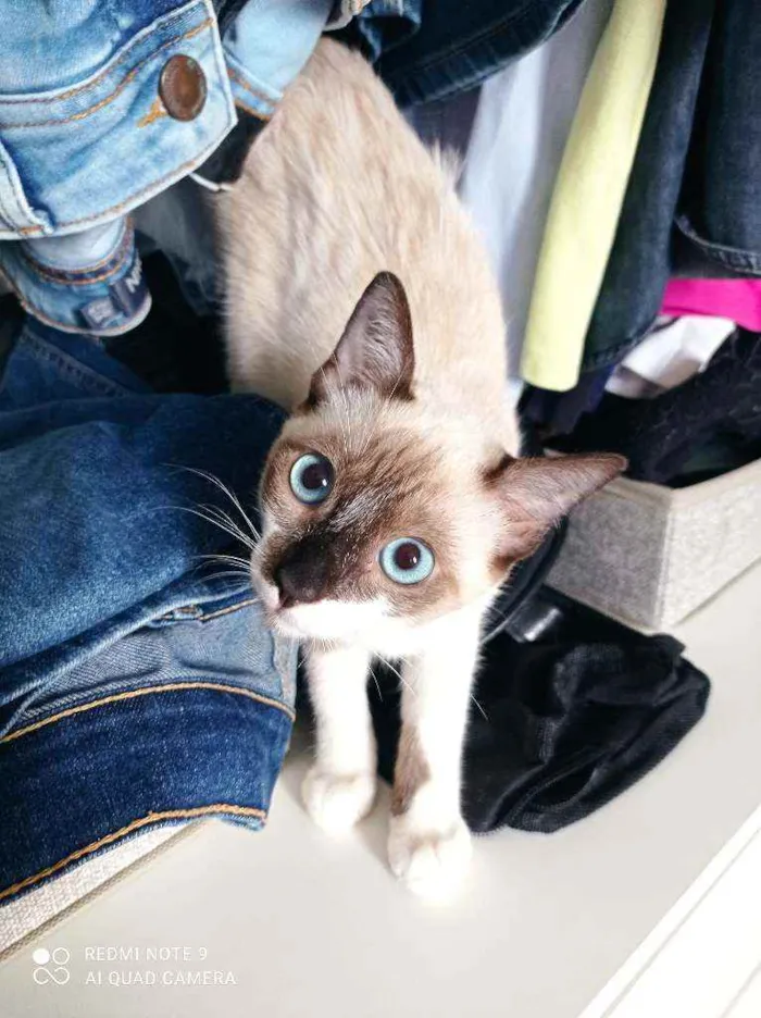 Gato ra a Srd idade 2 a 6 meses nome Mônica