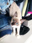 Mônica