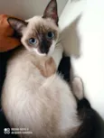 Mônica