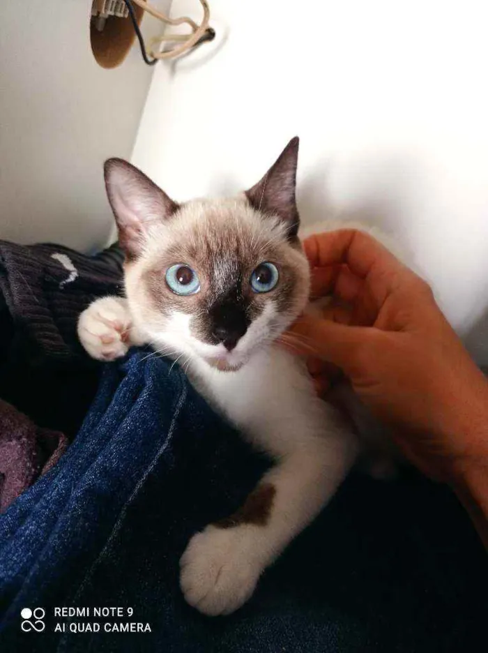 Gato ra a Srd idade 2 a 6 meses nome Mônica