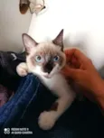 Mônica