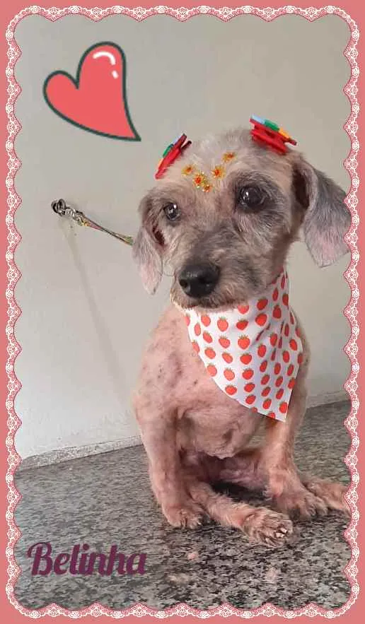 Cachorro raça SRD idade 3 anos nome Belinha (ad ESPECIAL