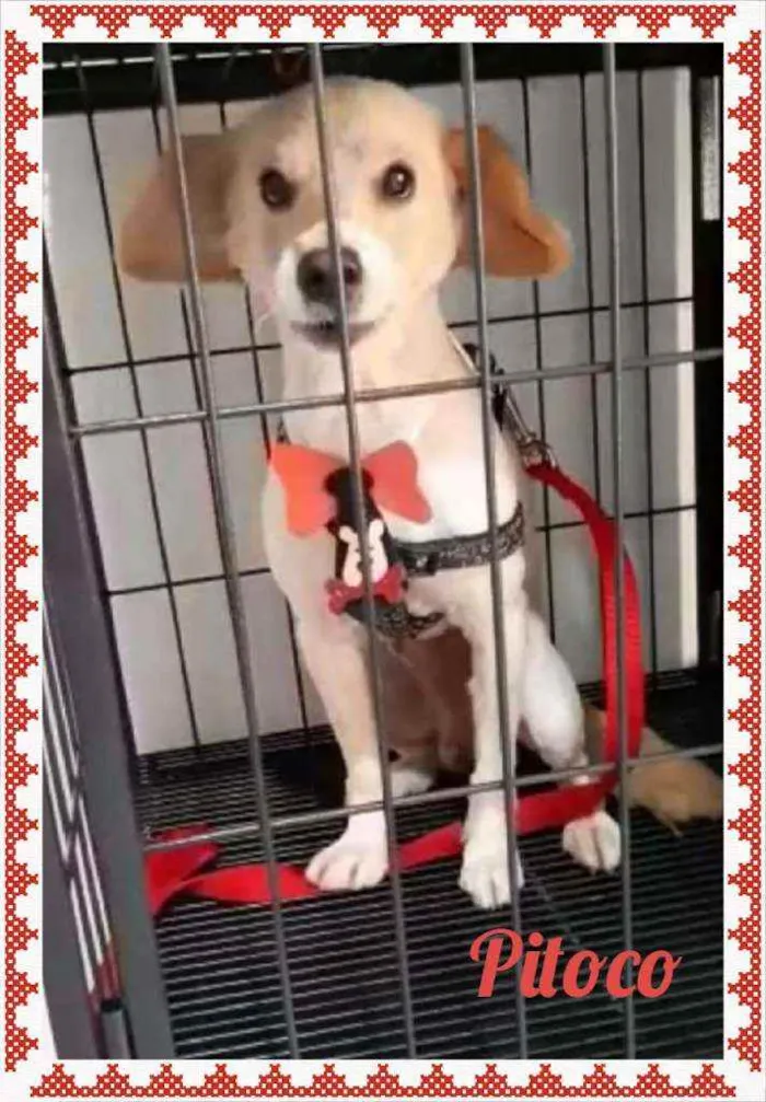Cachorro raça SRD idade 4 anos nome Pitoco