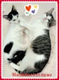 Bebês