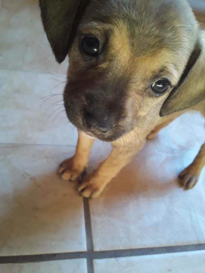 Cachorro ra a Vira-latas idade Abaixo de 2 meses nome São filhotes