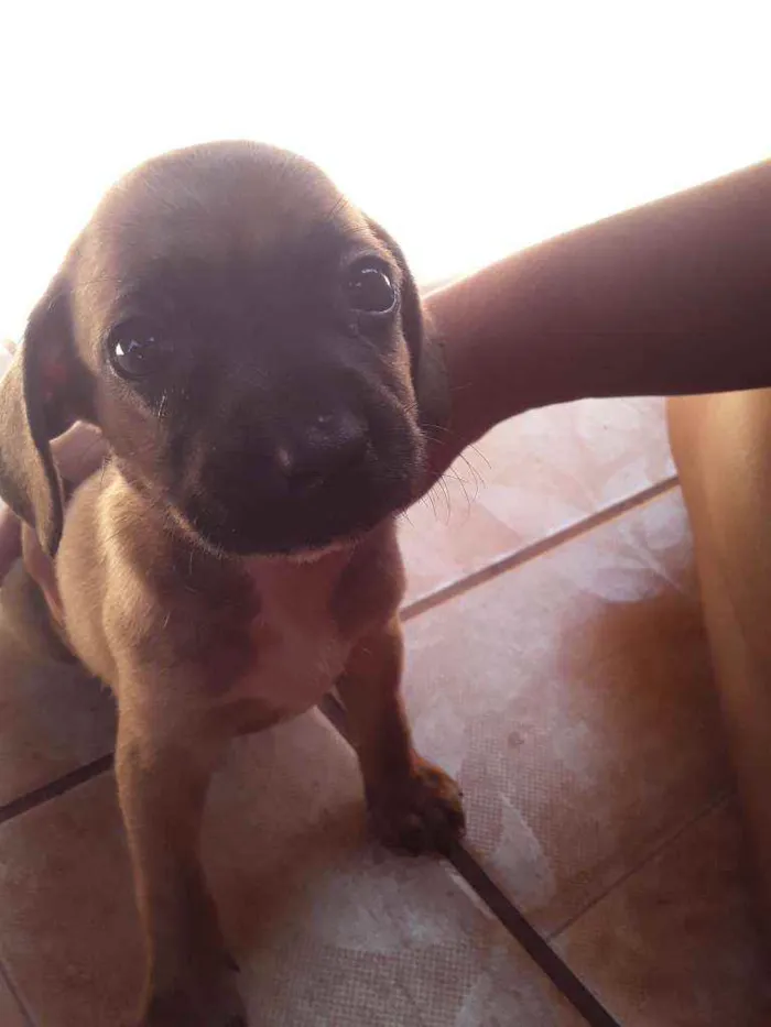 Cachorro ra a Vira-latas idade Abaixo de 2 meses nome São filhotes